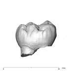 SK 3974 Paranthropus robustus LRM1 buccal