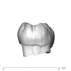SK 3974 Paranthropus robustus LRM1 distal