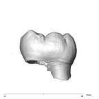 SK 3974 Paranthropus robustus LRM1 lingual