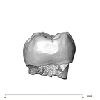 SK 3974 Paranthropus robustus LRM1 mesial