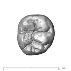 SK 3974 Paranthropus robustus LRM1 occlusal