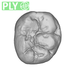 SK 3974 Paranthropus robustus LRM1 ply