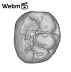 SK 3974 Paranthropus robustus LRM1 ply movie
