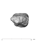 SK 3975 Paranthropus robustus ULM3 apical
