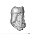 SK 3975 Paranthropus robustus ULM3 distal