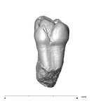 SK 3975 Paranthropus robustus ULM3 lingual
