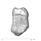 SK 3975 Paranthropus robustus ULM3 mesial
