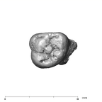 SK 3975 Paranthropus robustus ULM3 occlusal
