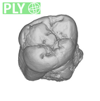 SK 3975 Paranthropus robustus ULM3 ply