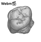 SK 3975 Paranthropus robustus ULM3 ply movie