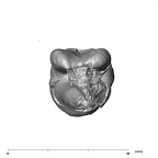 SK 3976 Paranthropus robustus LLM2 apical