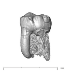 SK 3976 Paranthropus robustus LLM2 buccal