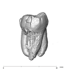 SK 3976 Paranthropus robustus LLM2 distal