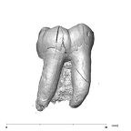SK 3976 Paranthropus robustus LLM2 lingual