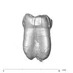 SK 3976 Paranthropus robustus LLM2 mesial