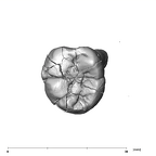 SK 3976 Paranthropus robustus LLM2 occlusal