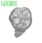 SK 3976 Paranthropus robustus LLM2 ply