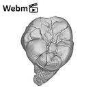 SK 3976 Paranthropus robustus LLM2 ply movie