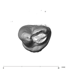 SK 3977 Paranthropus robustus URM3 apical