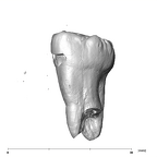 SK 3977 Paranthropus robustus URM3 buccal