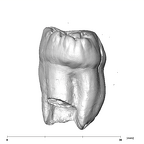 SK 3977 Paranthropus robustus URM3 distal