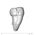 SK 3977 Paranthropus robustus URM3 lingual