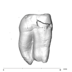 SK 3977 Paranthropus robustus URM3 mesial