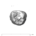 SK 3977 Paranthropus robustus URM3 occlusal