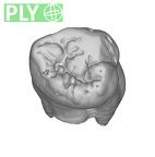 SK 3977 Paranthropus robustus URM3 ply