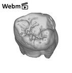 SK 3977 Paranthropus robustus URM3 ply movie