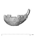 SK 3978 Paranthropus robustus mandible anterior