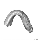 SK 3978 Paranthropus robustus mandible inferior