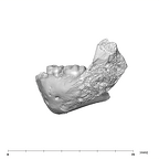 SK 3978 Paranthropus robustus mandible lateral left