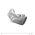 SK 3978 Paranthropus robustus mandible lateral right