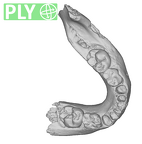 SK 3978 Paranthropus robustus mandible ply