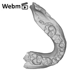SK 3978 Paranthropus robustus mandible ply movie