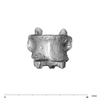 SK 3981a Paranthropus robustus T12 vertebra anterior