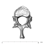 SK 3981a Paranthropus robustus T12 vertebra inferior