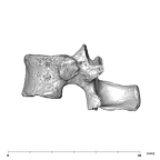 SK 3981a Paranthropus robustus T12 vertebra lateral left