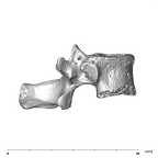 SK 3981a Paranthropus robustus T12 vertebra lateral right
