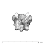 SK 3981a Paranthropus robustus T12 vertebra posterior