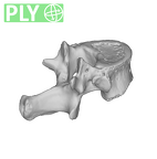 SK 3981a Paranthropus robustus T12 vertebra ply