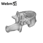 SK 3981a Paranthropus robustus T12 vertebra ply movie
