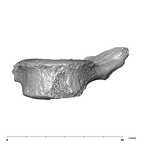 SK 3981b Paranthropus robustus L5 vertebra anterior