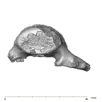 SK 3981b Paranthropus robustus L5 vertebra inferior