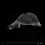 SK 3981b Paranthropus robustus L5 vertebra internal