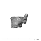 SK 3981b Paranthropus robustus L5 vertebra lateral left