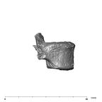 SK 3981b Paranthropus robustus L5 vertebra lateral right