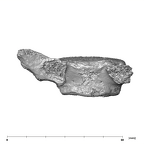 SK 3981b Paranthropus robustus L5 vertebra posterior