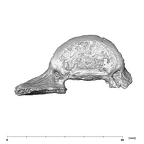 SK 3981b Paranthropus robustus L5 vertebra superior